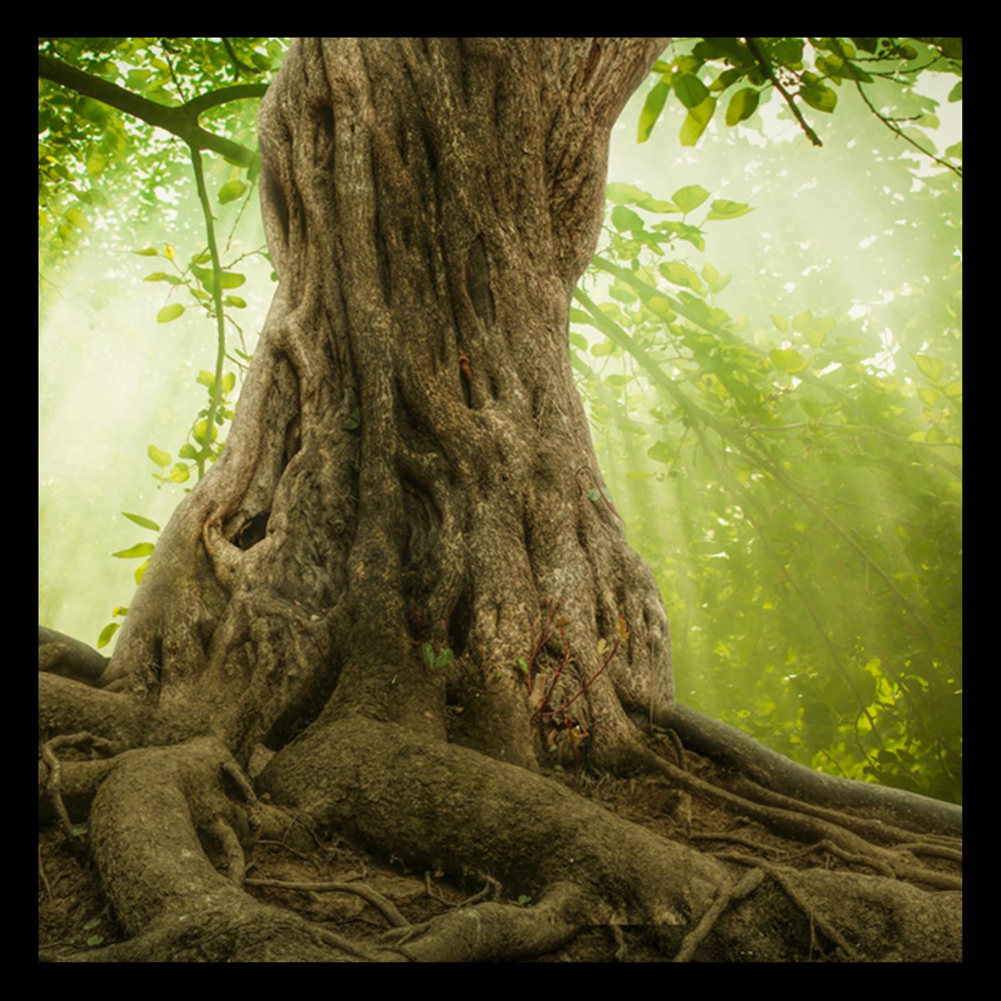 tree.jpg